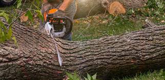 Why Choose Our Tree Removal Services in Heber, CA?