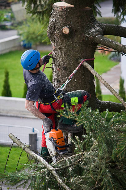 Reliable Heber, CA  Tree Services Solutions